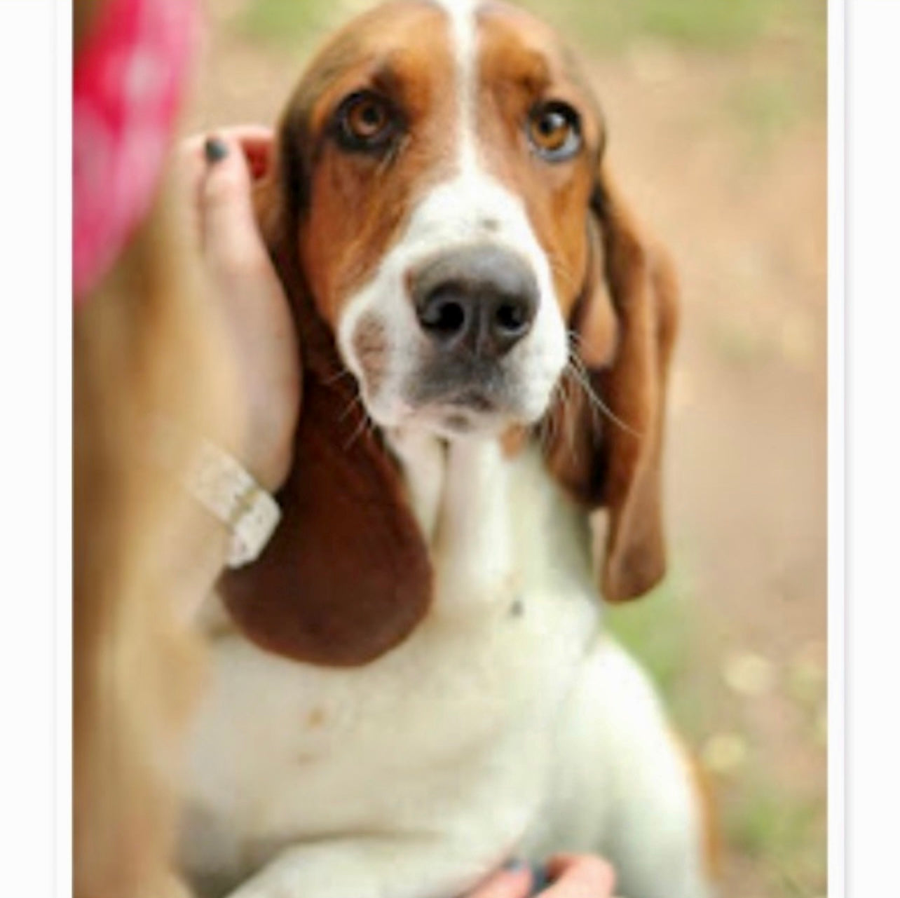 In memory of a Basset Hound